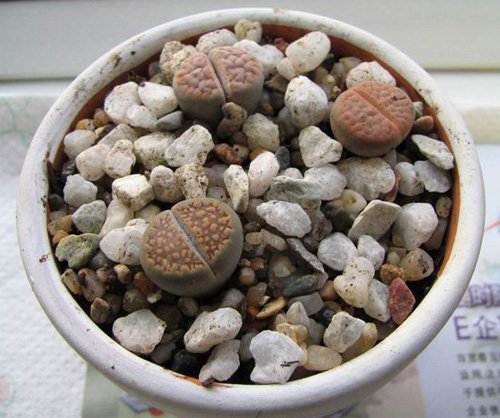 多肉植物 生石花 番杏