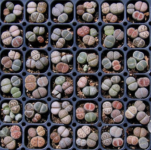 多肉植物 石生花 番杏