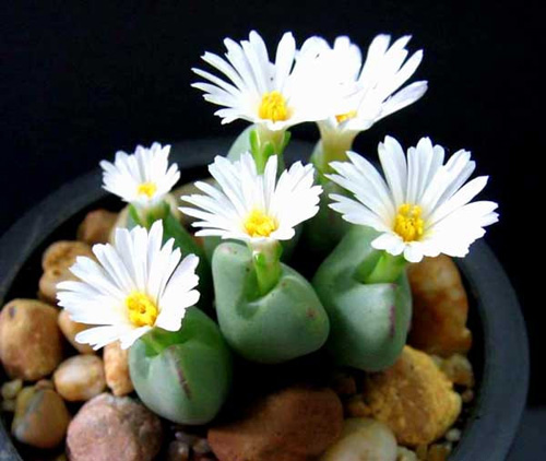 多肉植物 生石花 番杏