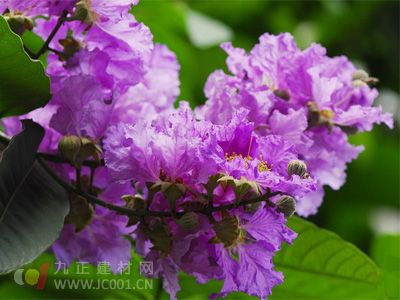 大葉紫薇病蟲害