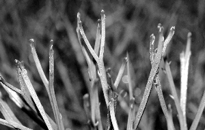 化石 松葉蕨 植物
