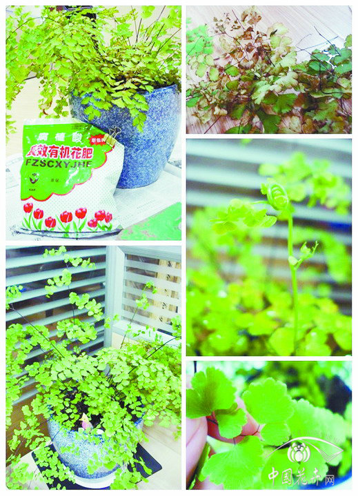 鐵線蓮 花卉 養護