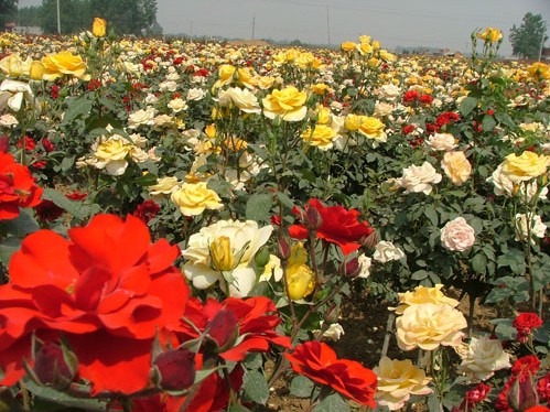 河南 月季 花卉