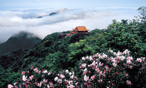 杜鵑 湖南 郴州