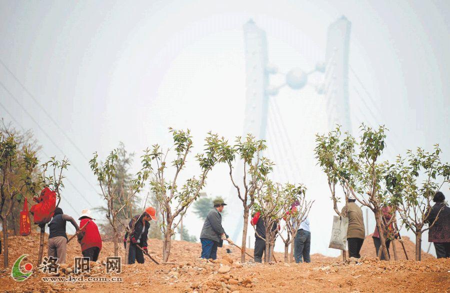 洛陽(yáng) 綠化 公園