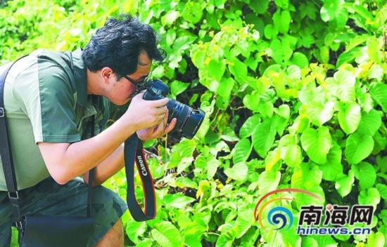 海南 植物 病蟲害