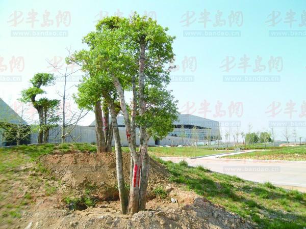 山東 綠化 植樹