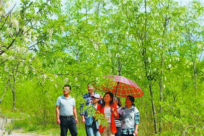 山東 植物園 槐花