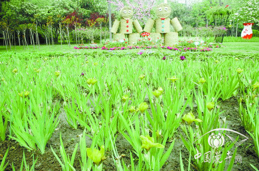 鄭州 鳶尾 展覽