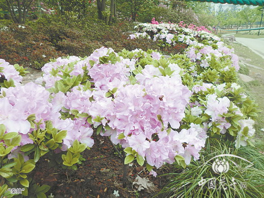 杜鵑 植物園 上海