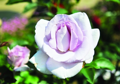 南京 中山植物園 月季