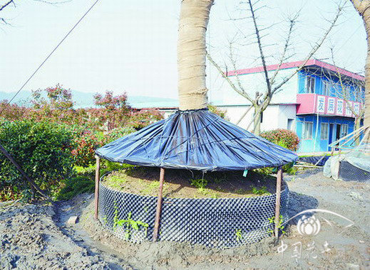 大樹移植 栽培 養護