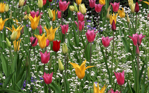 郁金香 百合花型 花卉