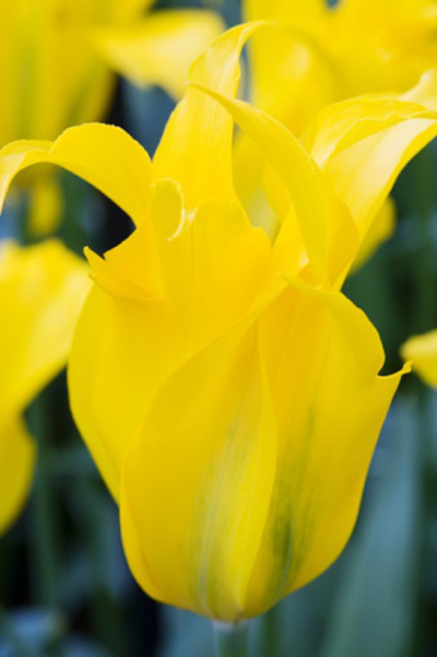 郁金香 百合花型 花卉