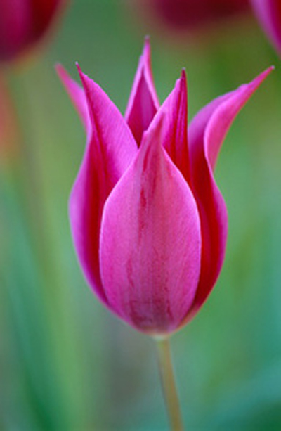 郁金香 百合花型 花卉