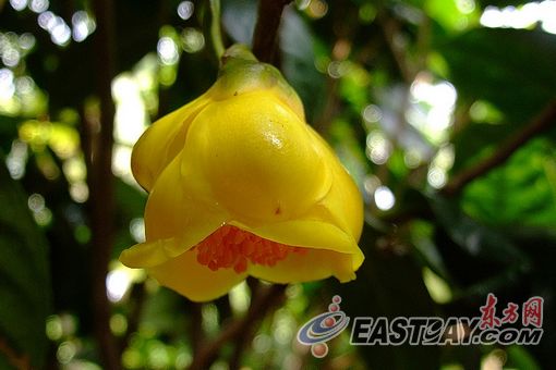 瀕危樹木 展覽 植物保護(hù)