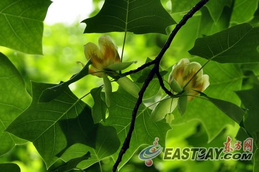 瀕危樹木 展覽 植物保護(hù)