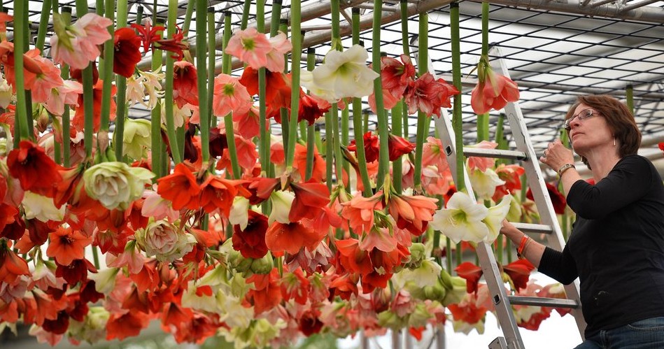 倫敦 花卉 展覽