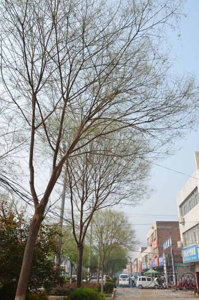 國槐景觀樹被槐尺蠖蠶食的只剩下枝丫