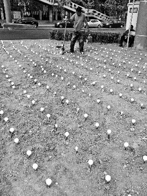 北京 綠化 燈泡