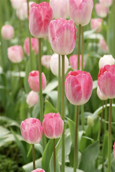 郁金香 單瓣型 花卉