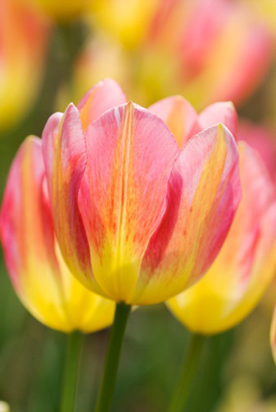 郁金香 單瓣型 花卉