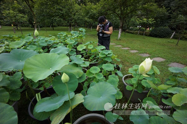 廣西 公園 荷花