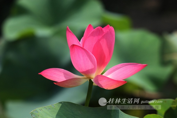 廣西 公園 荷花