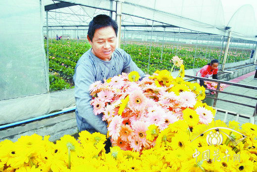 非洲菊 花卉 市場