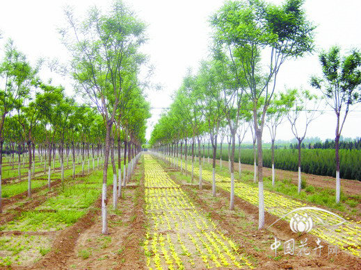 國槐 修剪 養(yǎng)護(hù)