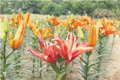 河南 百合 花卉