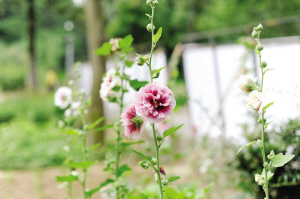 南京 植物園 端午