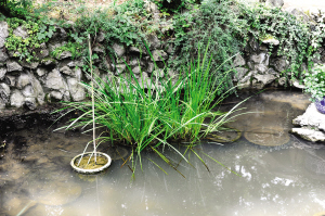南京 植物園 端午