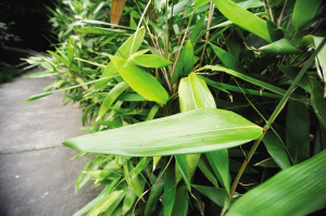 南京 植物園 端午