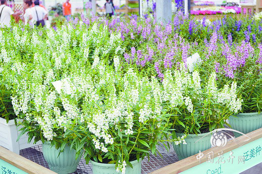 香彩雀 草花 品種