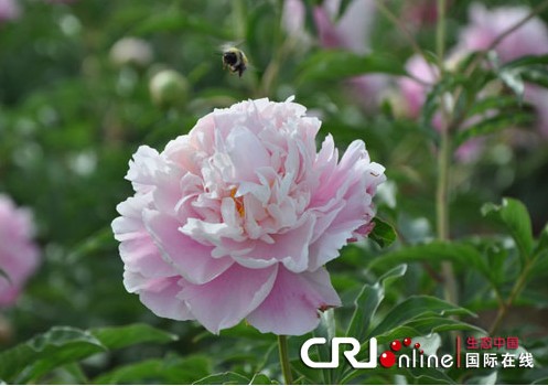 內蒙古 芍藥 旅游