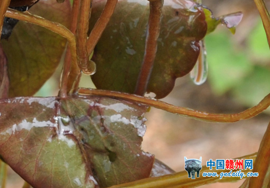 圖為新發現的野生莼菜。