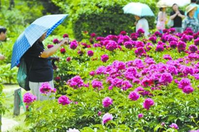 遼寧 花卉 展覽