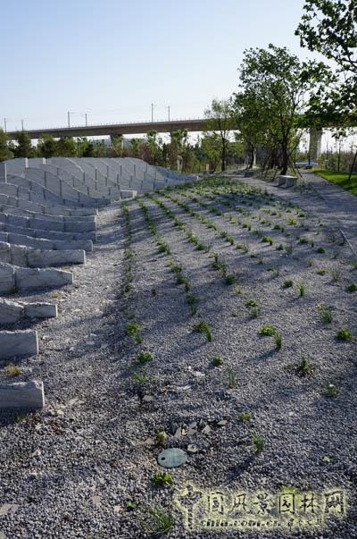 彼得拉茨 彼得拉茨花園 大師園 霧中葉脊