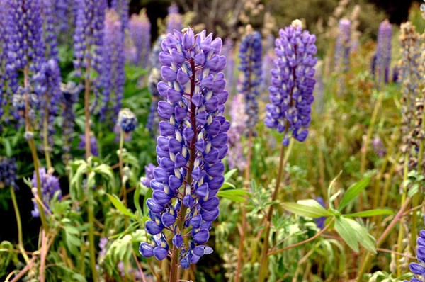 長沙 園林 魯冰花