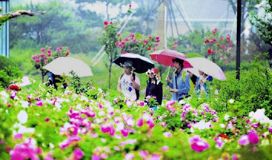 山東 玫瑰 植物園