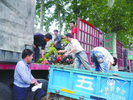 苗農(nóng)正在裝運(yùn)五葉地錦