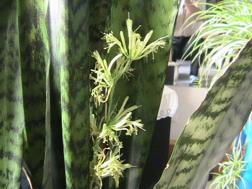 虎尾蘭 花卉 夏日