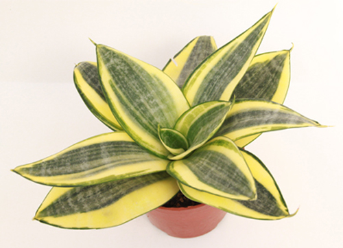 虎尾蘭 花卉 夏日