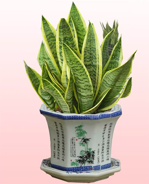 虎尾蘭 花卉 夏日