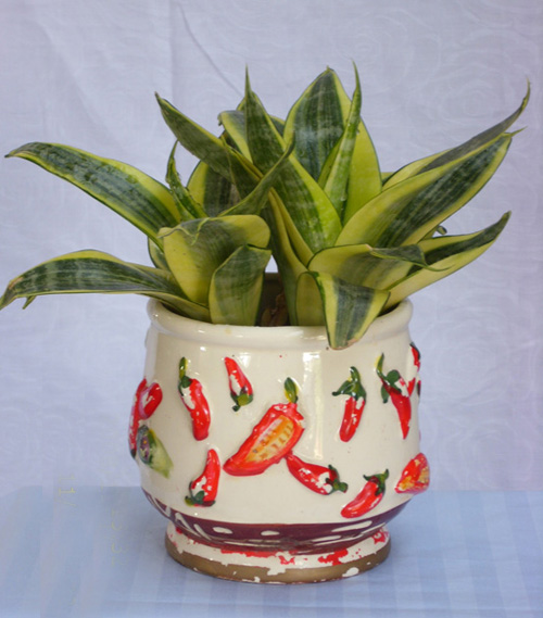 虎尾蘭 花卉 夏日