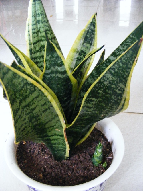 虎尾蘭 花卉 夏日