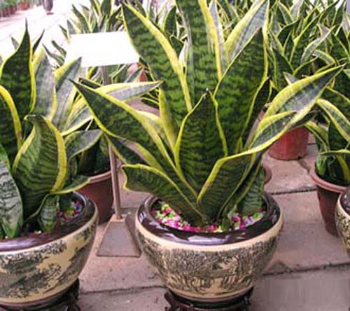 虎尾蘭 花卉 夏日