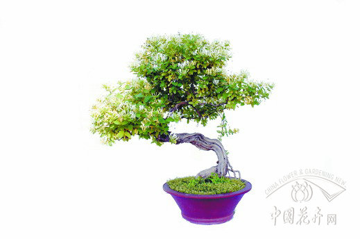 金銀花 盆景 金銀藤