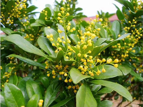 夏日 花卉 米蘭